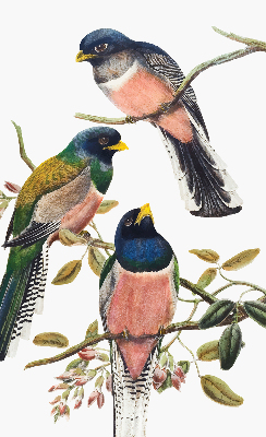 Window blind Birds on branches