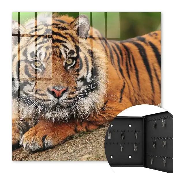 Tiger resting with an intense gaze wall-mounted key cabinet