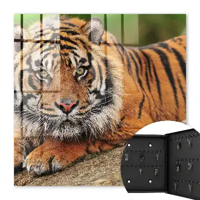 Wall mounted key cabinet Tiger resting with an intense gaze