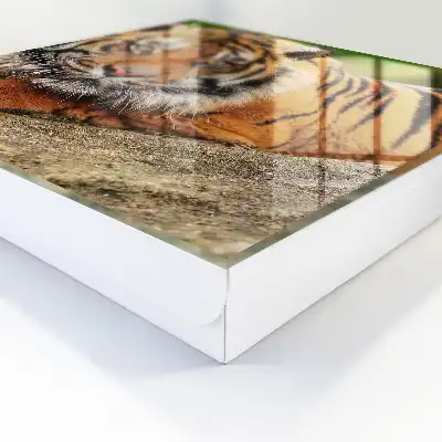 Tiger resting with an intense gaze wall-mounted key cabinet