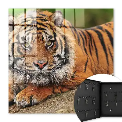 Wall mounted key cabinet Tiger resting with an intense gaze