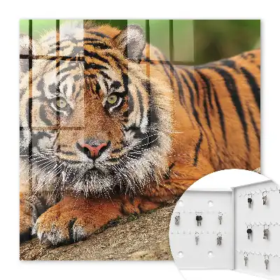 Tiger resting with an intense gaze wall-mounted key cabinet