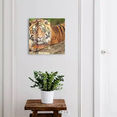 Tiger resting with an intense gaze wall-mounted key cabinet