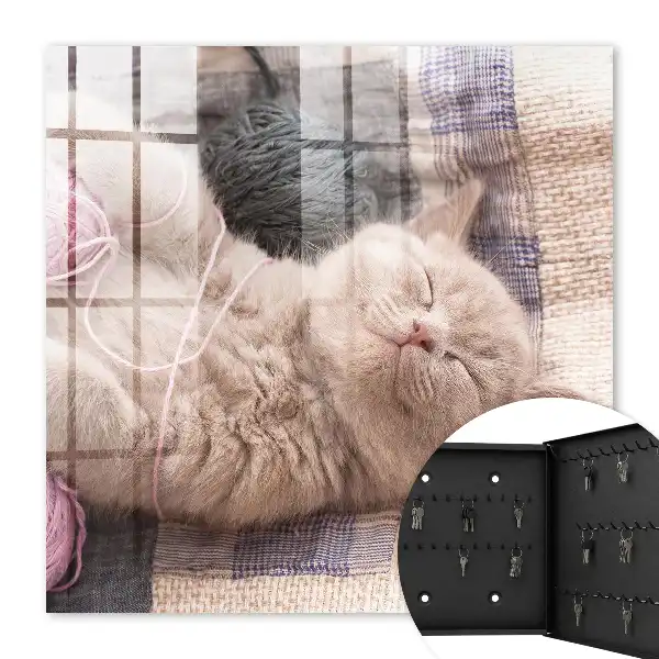 Key cabinet Kitten sleeping silently relaxing