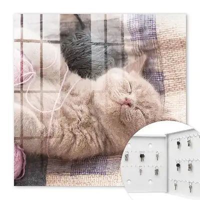 Key cabinet Kitten sleeping silently relaxing