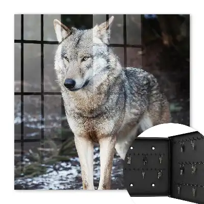 Key box for home A wolf in a forest full of contrasts