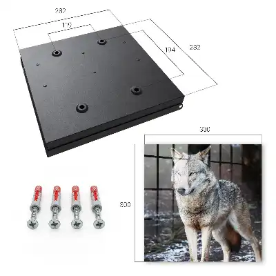 Key box for home A wolf in a forest full of contrasts