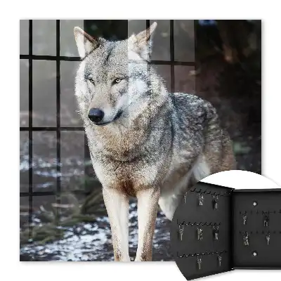 Key box for home A wolf in a forest full of contrasts