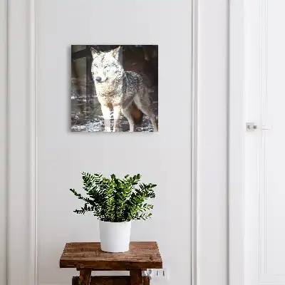 Key box for home A wolf in a forest full of contrasts