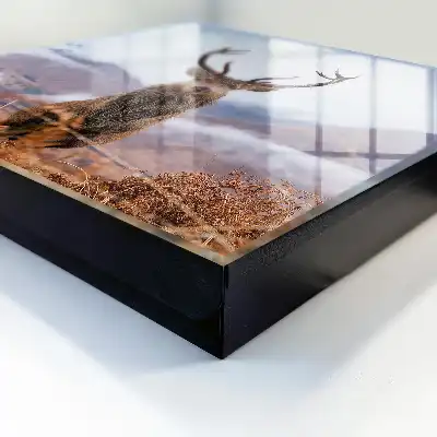 Key cabinet Mountain deer in a foggy landscape