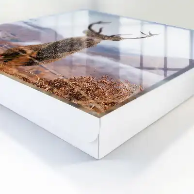 Key cabinet Mountain deer in a foggy landscape