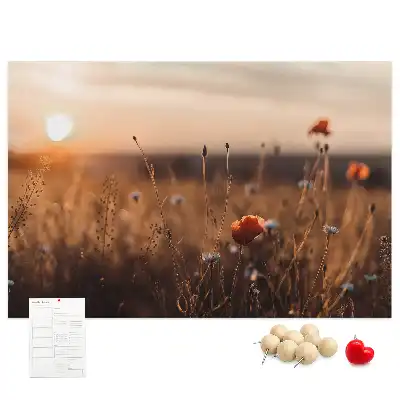 Printed Cork Board Field sunrise