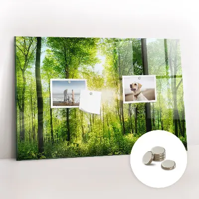 nature forest trees design