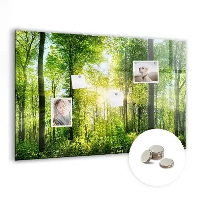nature forest trees design