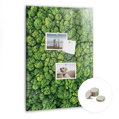 Forest Trees Nature Magnet Board