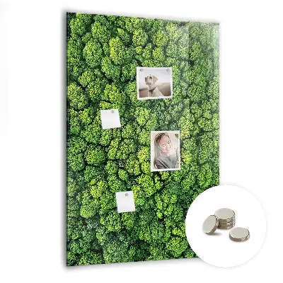 Forest Trees Nature Magnet Board