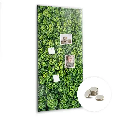 Forest Trees Nature Magnet Board