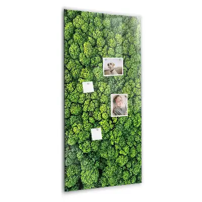 Forest Trees Nature Magnet Board